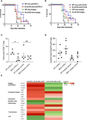 Frontiers | B Cells Are Required To Generate Optimal Anti-Melanoma ...